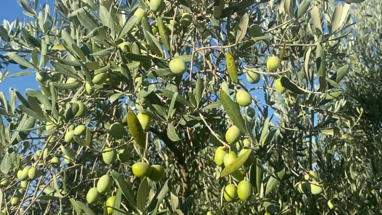 Gemlik Zeytini Bakımı ve Verim Arttırma: Budama, Sulama ve Sofralık Zeytin Üretimi