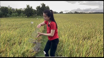 Bẫy Chuột Đồng Mùa Lúa Chín l 136#CGQ