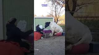 Horse Playing Cards With Owner