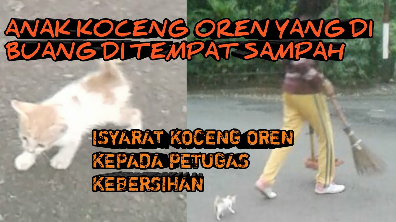 Penitipan Hewan Di Bandung Di Mana Saja Penitipan Hewan Di Bandung Di Mana Saja