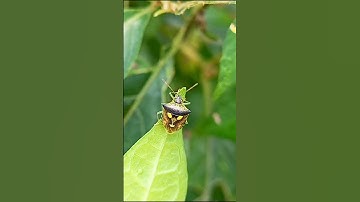 shield bugs