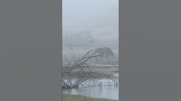 Black Bear Yellowstone National Park #nature #explore #animals