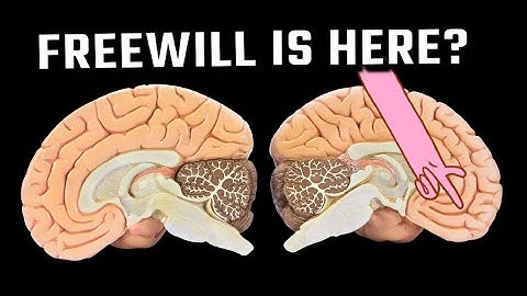 What Split Brain Experiments Reveal about Free Will and Consciousness