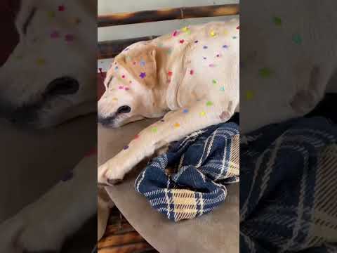 Dog gets a new look thanks to creative toddler #Shorts