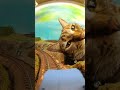 dioramarestaurant（ジオラマ食堂）保護猫は毎日が出会いの日！