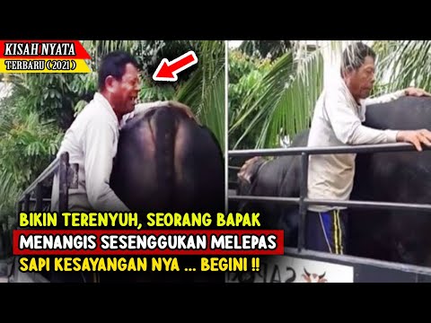 Bikin Terenyuh, Seorang Bapak Menangis Sesenggukan Melepas Sapi Kesayangan Ternyata