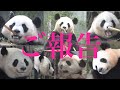 【※大切なご報告※お詫びと御礼】浜家🐼全員/良浜🍯永明🎩桜浜🌸桃浜🍑結浜🎀彩浜🌈楓浜🍁10/6📷 #ぽめぱん #PandaChannelbypomeranianfilm