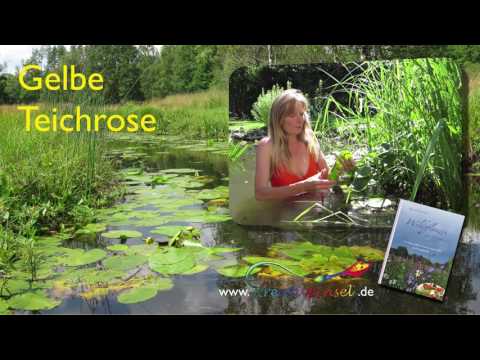 Video: Seerose - Nützliche Eigenschaften Und Verwendung Von Seerose, Wurzel. Wo Wächst Die Seerose? Seerose Weiß, Rot, Gelb