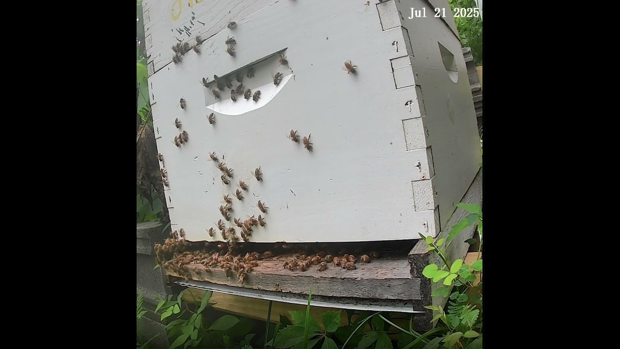 Flashback - Bees in the Morning 2a