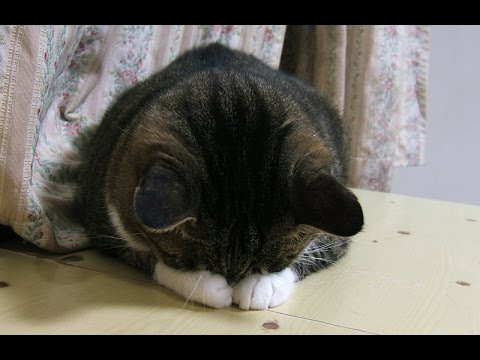 ごめん寝 かわいい 猫の画像２０連発 Youtube