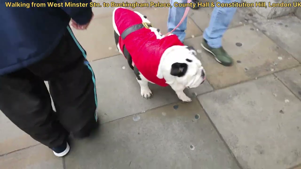 Buckingham Palace, County Hall, SE1 7PB, Constitution Hill, London SW1A 1AA, UK.