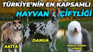 Birçok Köpek Irkının Bulunduğu Devasa Çiftlik! (Danua, Kangal, Akita, Malinois) - Burak At Çiftliği