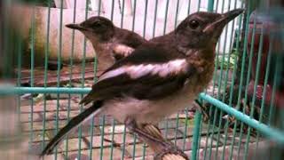 TERAPI KACER MUDA TROTOL [ KACER NGRIWIK ]