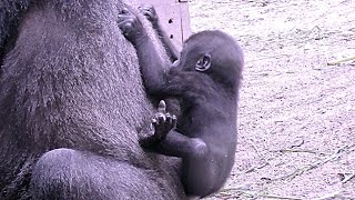 自分でママの背中におんぶする赤ちゃんゴリラ💗キンタロウ８ヶ月【京都市動物園】