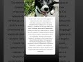 Как спаниель-ураган 🌪️ изменил жизнь дедушки навсегда! #ИсторияЖизни 🐶❤️ #собака #животные #история