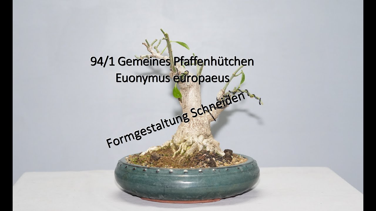 94/1 Gemeines Pfaffenhtchen - Euonymus europaeus