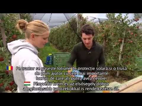 Raccolta sicura: mele - manuale (rumeno e ungherese)
