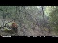 2018 05-15 Game Cameras Shasta County