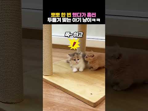 뽀뽀 한 번 했다가 흠씬 두들겨 맞는 아기 냥이ㅋㅋ #아기고양이 #동물 thumbnail