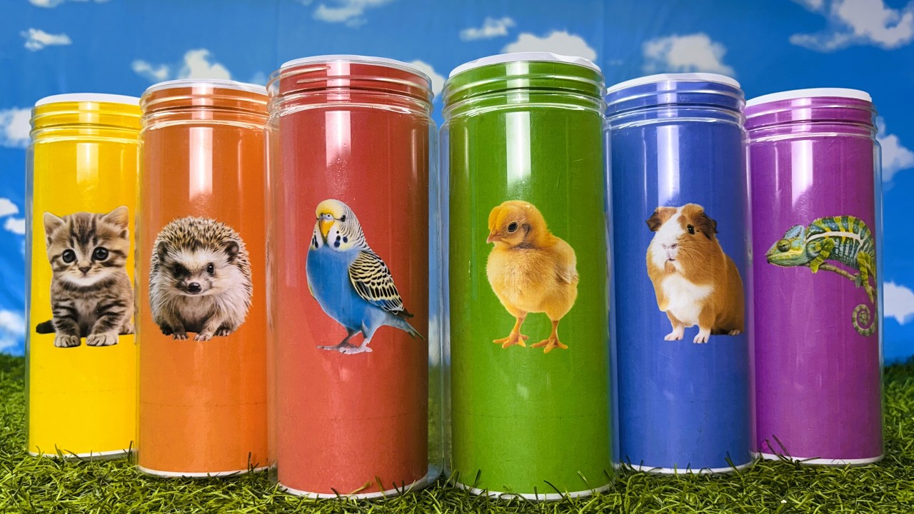 Pets: Kitten, Cat, Chick, Parakeet Bird, Guinea pig, Hedgehog, Chameleon