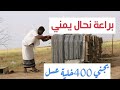 النحل الاول عالميا براعة النحال اليمني وزدهار قطاع النحل في اليمن النحل الاول عالميا براعة النحال اليمني وزدهار قطاع النحل في اليمن