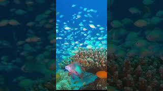 Calm Relaxing & Meditation Ambient | Under The Sea