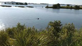 Dolphin Hunting The Shoreline , Number 4 Bridge, Cedar Key, FL, April 27, 2020