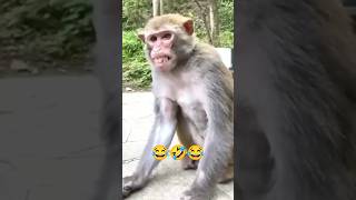 Kutte Ne Pada Video Swati Verma