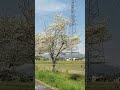 懐旧、舟木一夫さん「花言葉の唄」。ハナミズキは4月下旬から5月に咲く花だとか。昔、東京市長がワシントンに送った桜の返礼として日本に来たんですね〜。