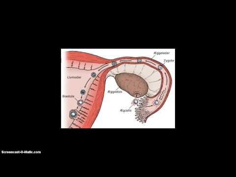 Video: Forplantning af purløgsfrø - Sådan dyrkes purløg fra frø