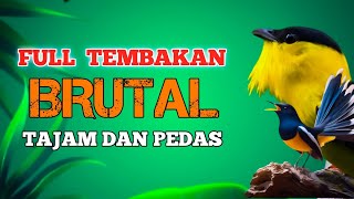 2 jam masteran FULL TEMBAKAN BRUTAL tajam dan pedas