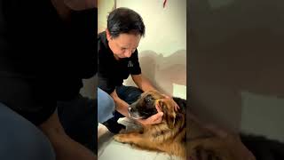 Dog lover ❤️💗#dog #doglove #share #youtube #ytshorts