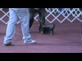 Grupo 3 final raza yorkshire terrier jueza sra teresa gallo argentina 05 y 06 de junio 2010