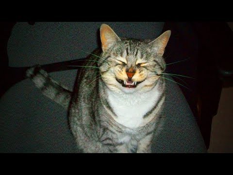 funny-cats-🐱😅-funny-cats-sneezing-crazy-(full)-[funny-pets]