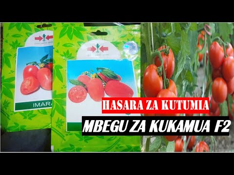 Video: Mbegu Za Zeri (picha 16): Wakati Wa Kupanda Miche? Jinsi Ya Kupanda Kwa Usahihi? Makala Ya Kukua Nyumbani