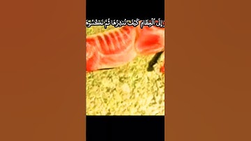 وانظر الى حمارك ولنجعلك ءاية للناس #عبدالباسط_عبدالصمد #سورة_البقرة #quran #abdussamad