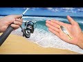 EPIC Saltwater Beach Fishing!! (Catch Clean Cook)