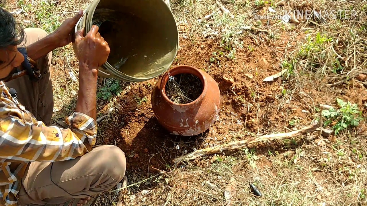 GROWING TERMITES FOR FEEDING ROOSTERS (కోళ్లకు చెదల ఉత్పత్తి)