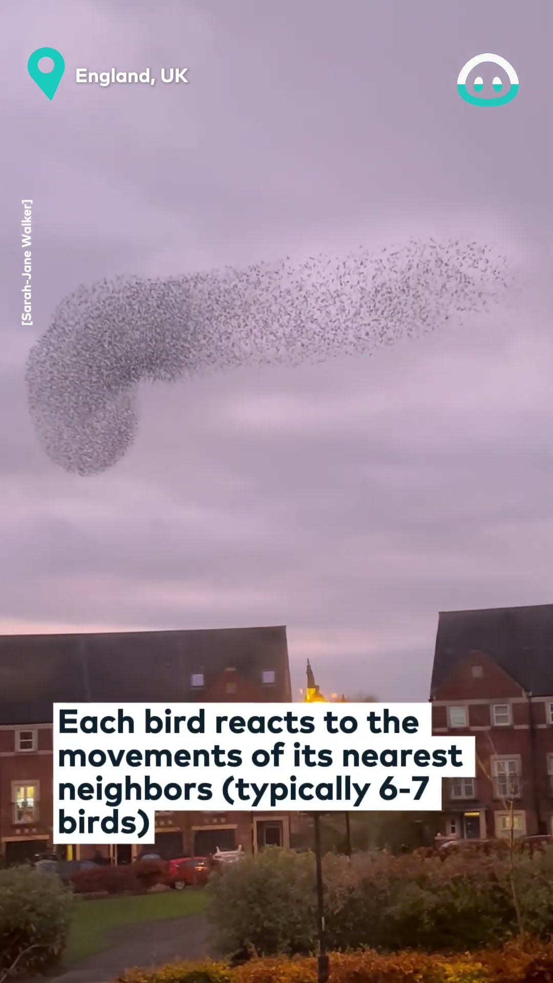Starling Murmuration at Sunset is BEAUTIFUL || ViralHog