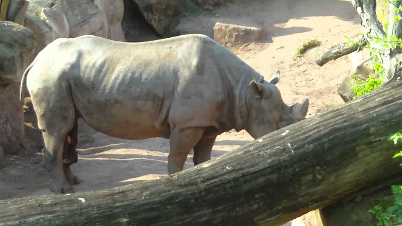 Rhino Cock 118