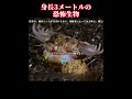 体長3メートルの恐怖生物 #動物の世界 #ボビットワーム #動物愛護