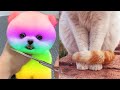 Tik Tok Chó Phốc Sóc Mini 😍 Funny and Cute Pomeranian132