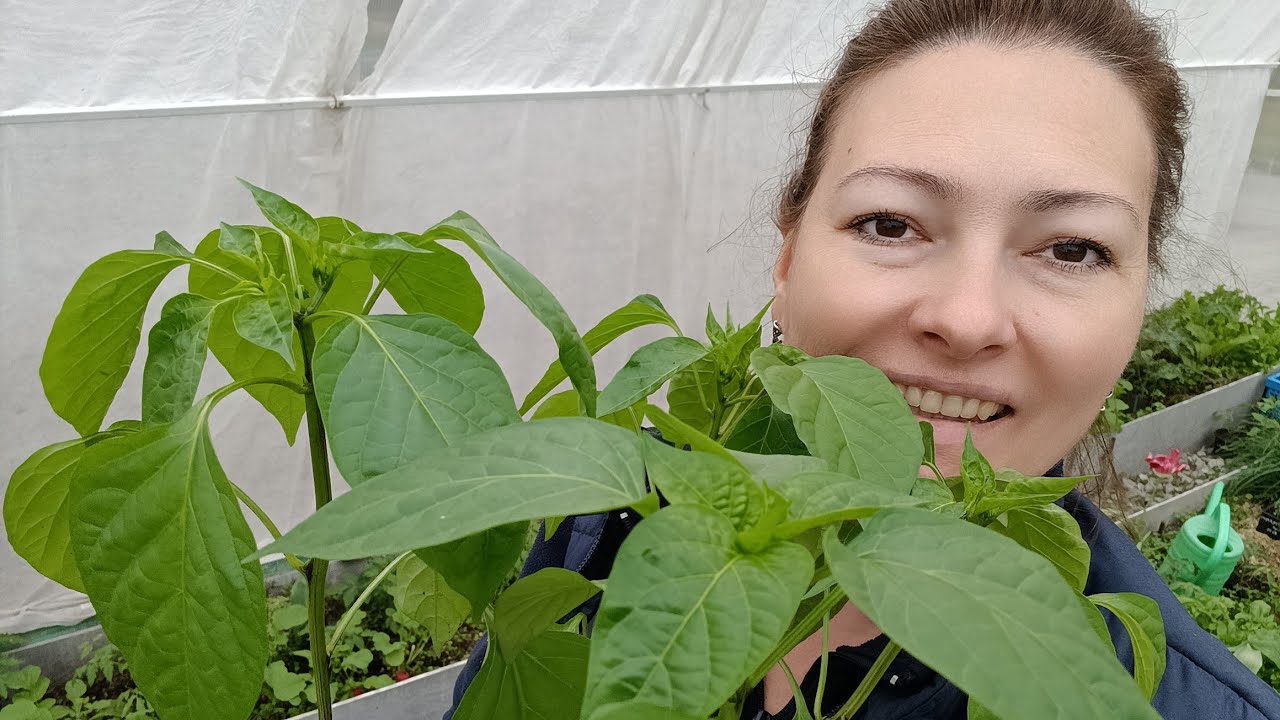 ПЕРЕЦ ПОШЕЛ В ГРЯДКИ | МИФЫ И ПРАВДА О ВЫРАЩИВАНИИ ПЕРЦА | ДЕЛАЮ ...