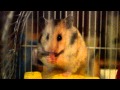 Hamster eats watermelon