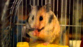 Hamster eats watermelon