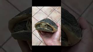The Tortoise #tortoisefacts #tortoise #tortoisefactsforkids #animalfacts #tortoises #turtlefacts