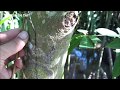 Chặt mủ mít làm KEO BẪY CHIM không tốn 1 xu đơn giản hiệu quả quá bất ngờ | Dân Miền Tây