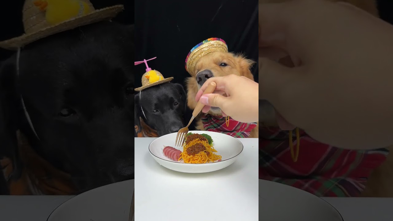 Snacktime Is Our Favorite Time Zone. Golden and Labrador. Cute Pet Debut Plan