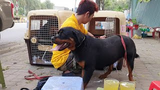 Đi Đón Cặp Chó Rottweiler Nhập Đức