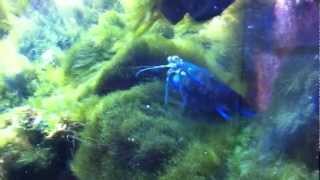 Mantis Shrimp Feeding